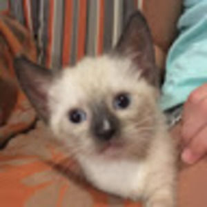 Meet your Posher, Aimee